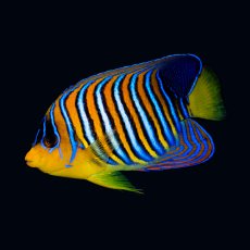 画像2: ニシキヤッコ 紅海産 No.2 (2)