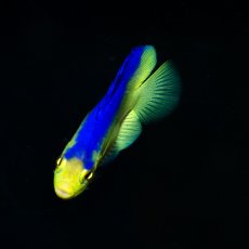 画像3: コリンズピグミーエンゼル　幼魚　国産ブリード (3)