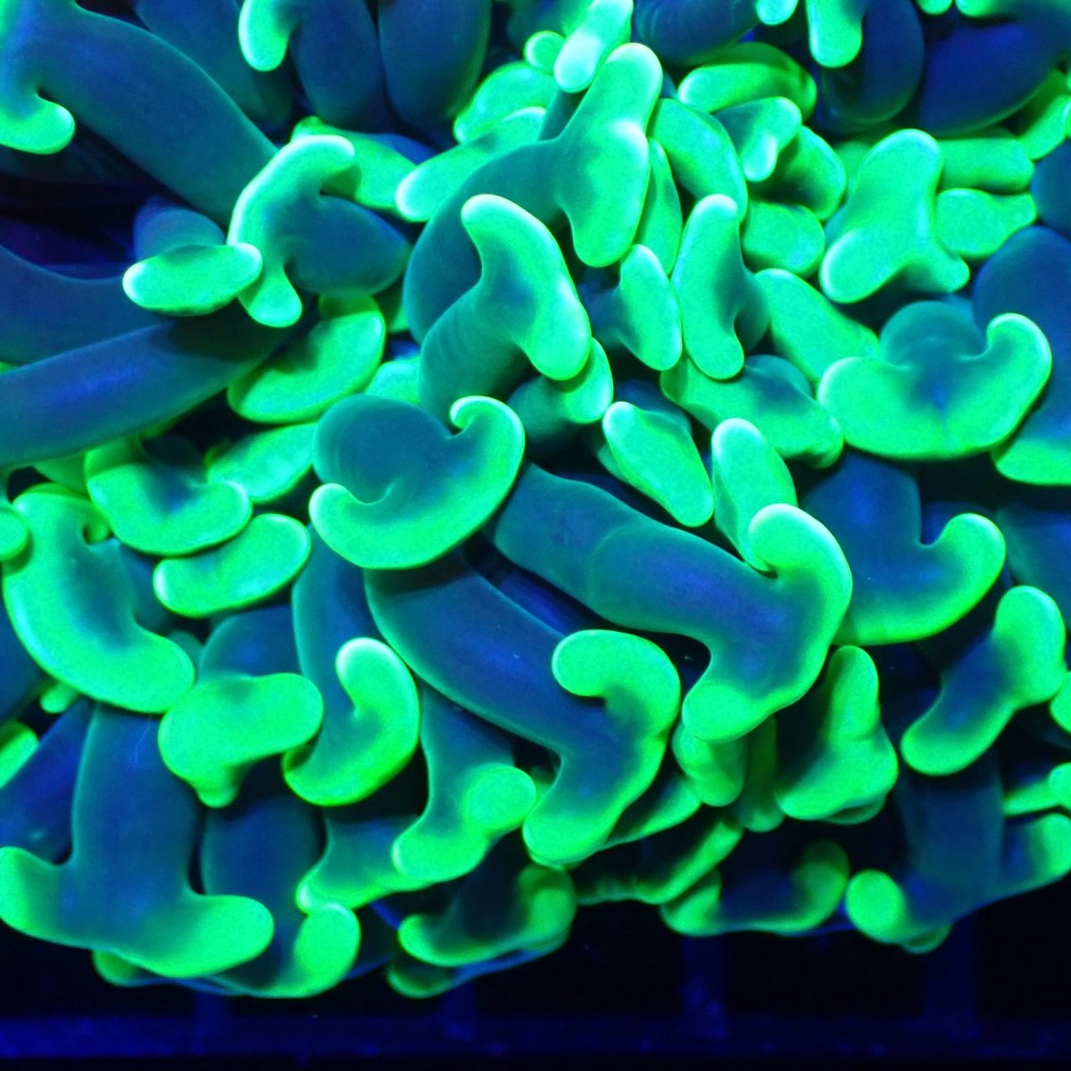 画像2:  CF ナガレハナサンゴ　Toxic Green No.1 (2)