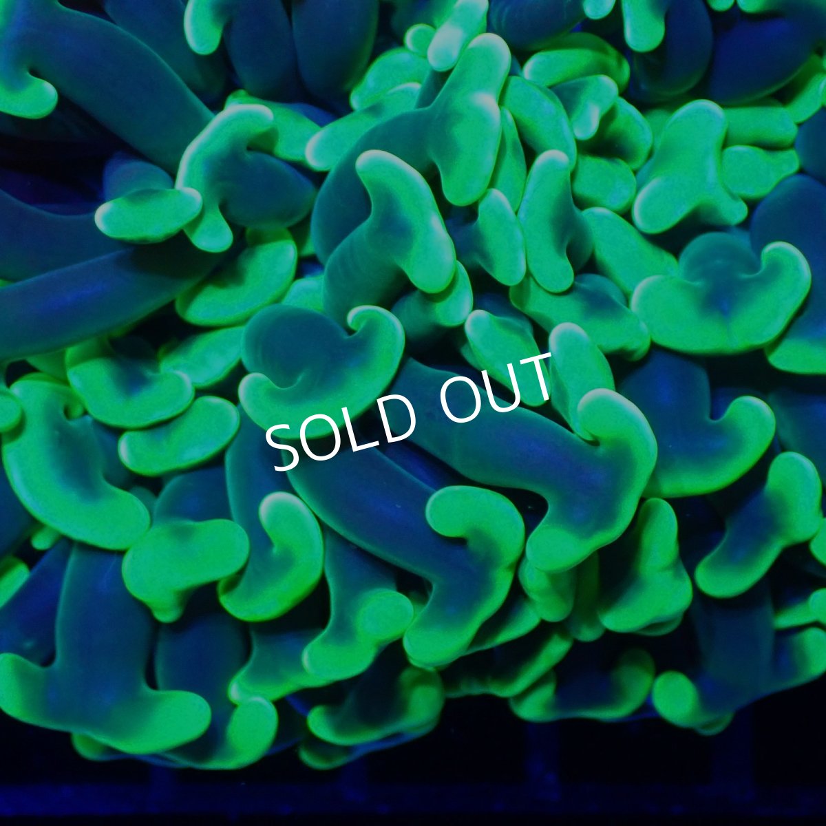 画像2:  CF ナガレハナサンゴ　Toxic Green No.1 (2)