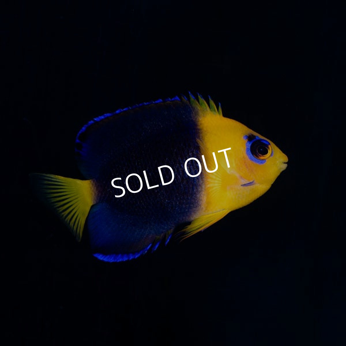 画像1: ココスピグミーエンゼル (1)