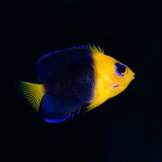 画像1: ココスピグミーエンゼル (1)