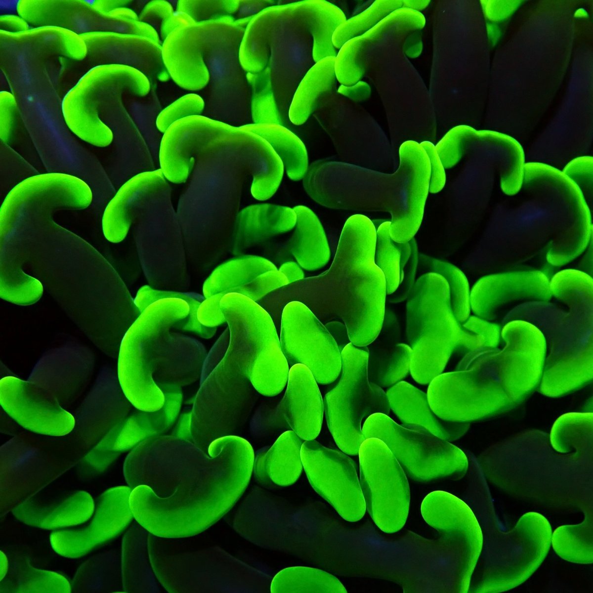 画像2:  CF ナガレハナサンゴ　Toxic Green No.2 (2)