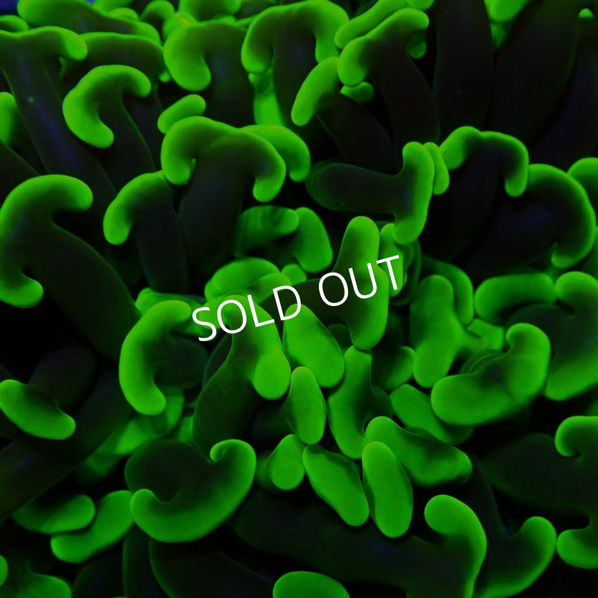 画像2:  CF ナガレハナサンゴ　Toxic Green No.2 (2)