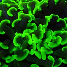 画像2:  CF ナガレハナサンゴ　Toxic Green No.2 (2)