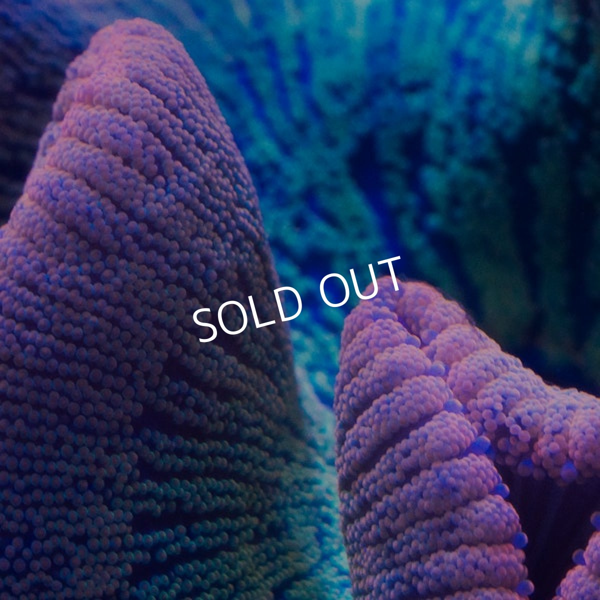 画像2: Rainbow Carpet Anemone (2)