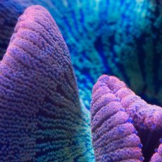 画像2: Rainbow Carpet Anemone (2)