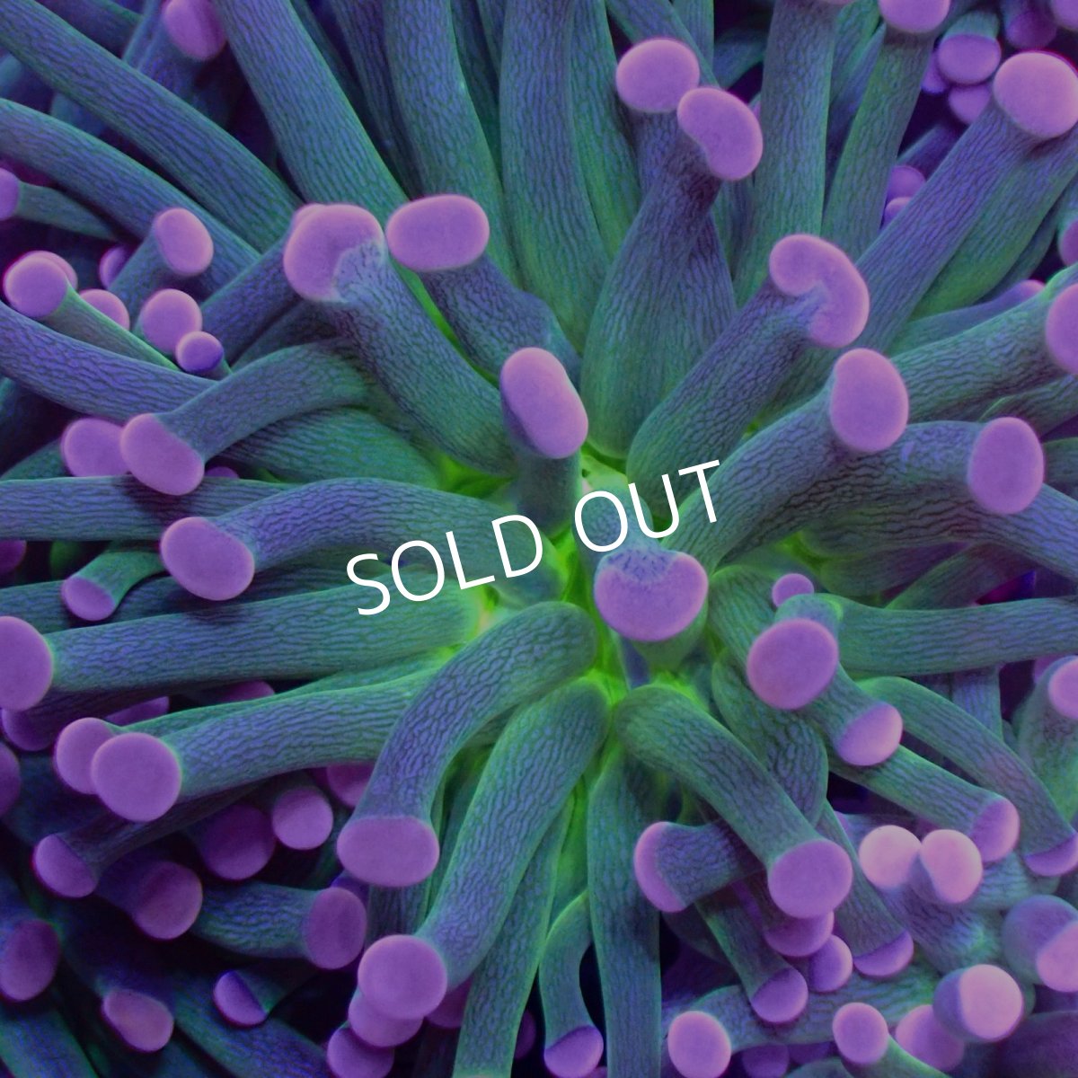 画像2: CF ハナサンゴ Pink Tip Green Centre (2)