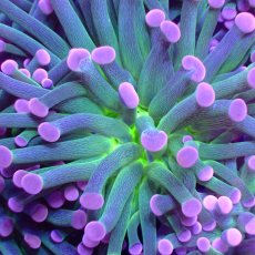 画像2: CF ハナサンゴ Pink Tip Green Centre (2)