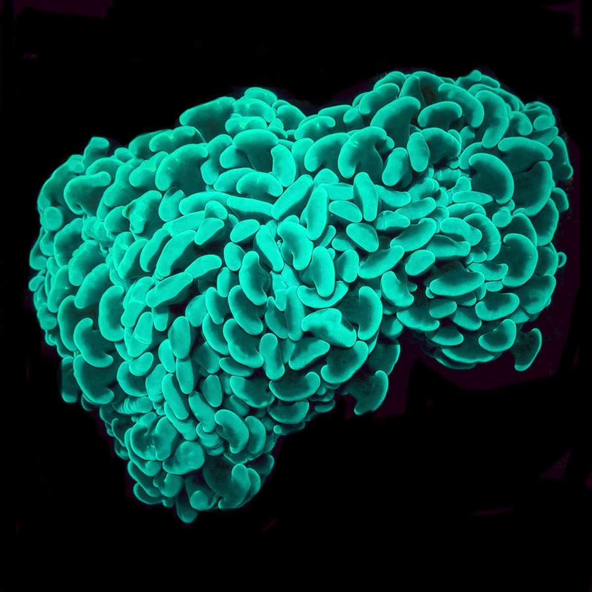 画像1:  CF ナガレハナサンゴ　Toxic Green No.1 (1)