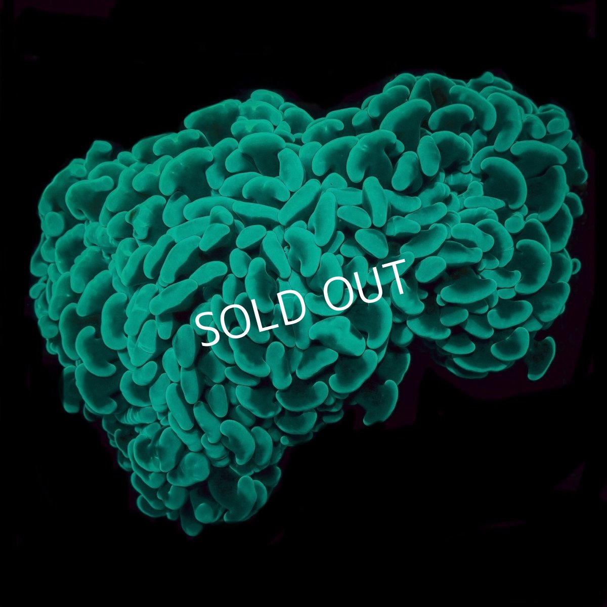 画像1:  CF ナガレハナサンゴ　Toxic Green No.1 (1)