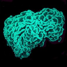 画像1:  CF ナガレハナサンゴ　Toxic Green No.1 (1)