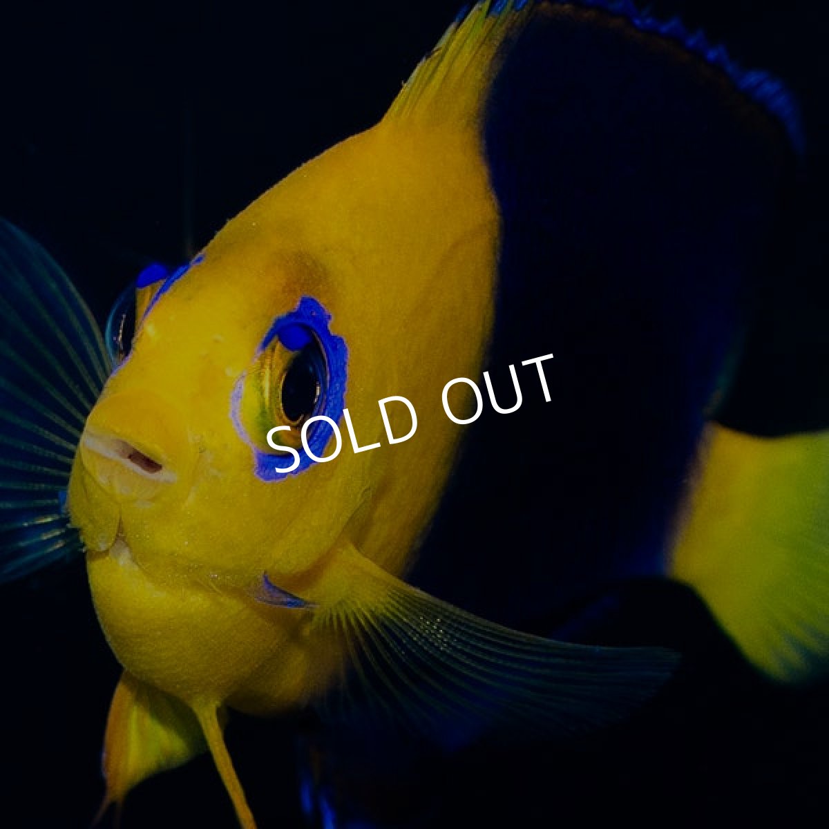 画像2: ココスピグミーエンゼル (2)