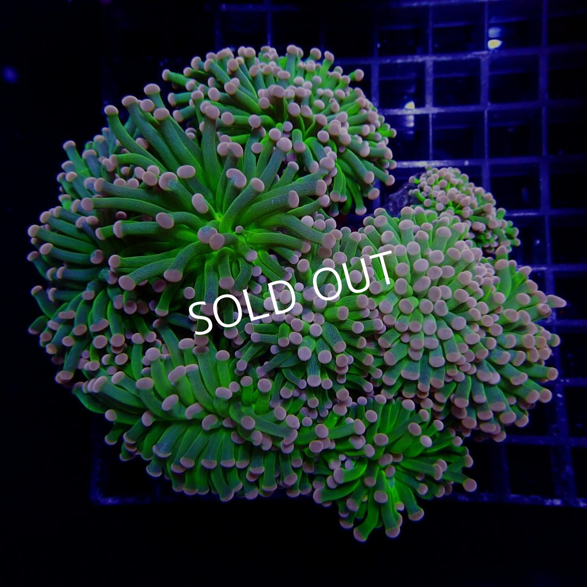 画像1: CF ハナサンゴ Pink Tip Green Centre (1)