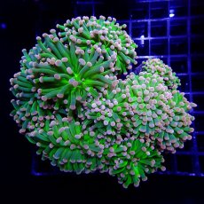 画像1: CF ハナサンゴ Pink Tip Green Centre (1)