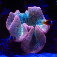 画像1: Rainbow Carpet Anemone (1)