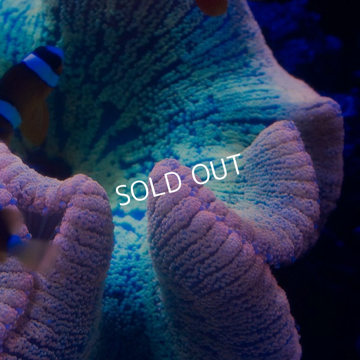 画像3: Rainbow Carpet Anemone (3)