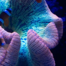 画像3: Rainbow Carpet Anemone (3)