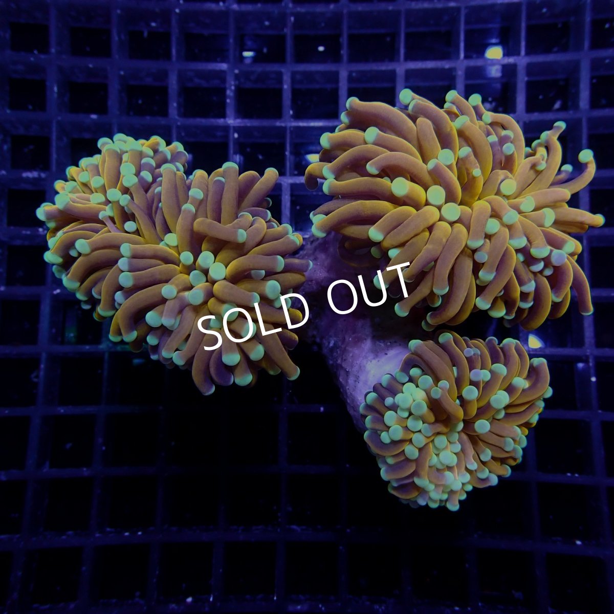 画像1: CF ハナサンゴ Gold Toch Mint Tip (1)