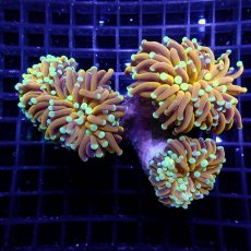 画像1: CF ハナサンゴ Gold Toch Mint Tip (1)