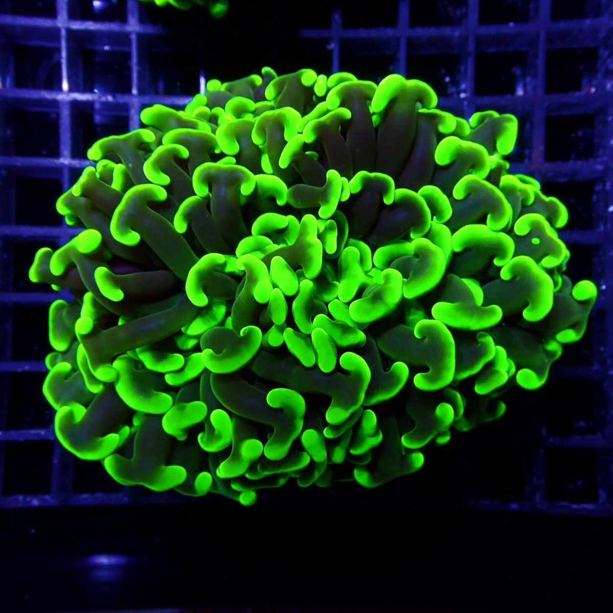 画像1:  CF ナガレハナサンゴ　Toxic Green No.2 (1)