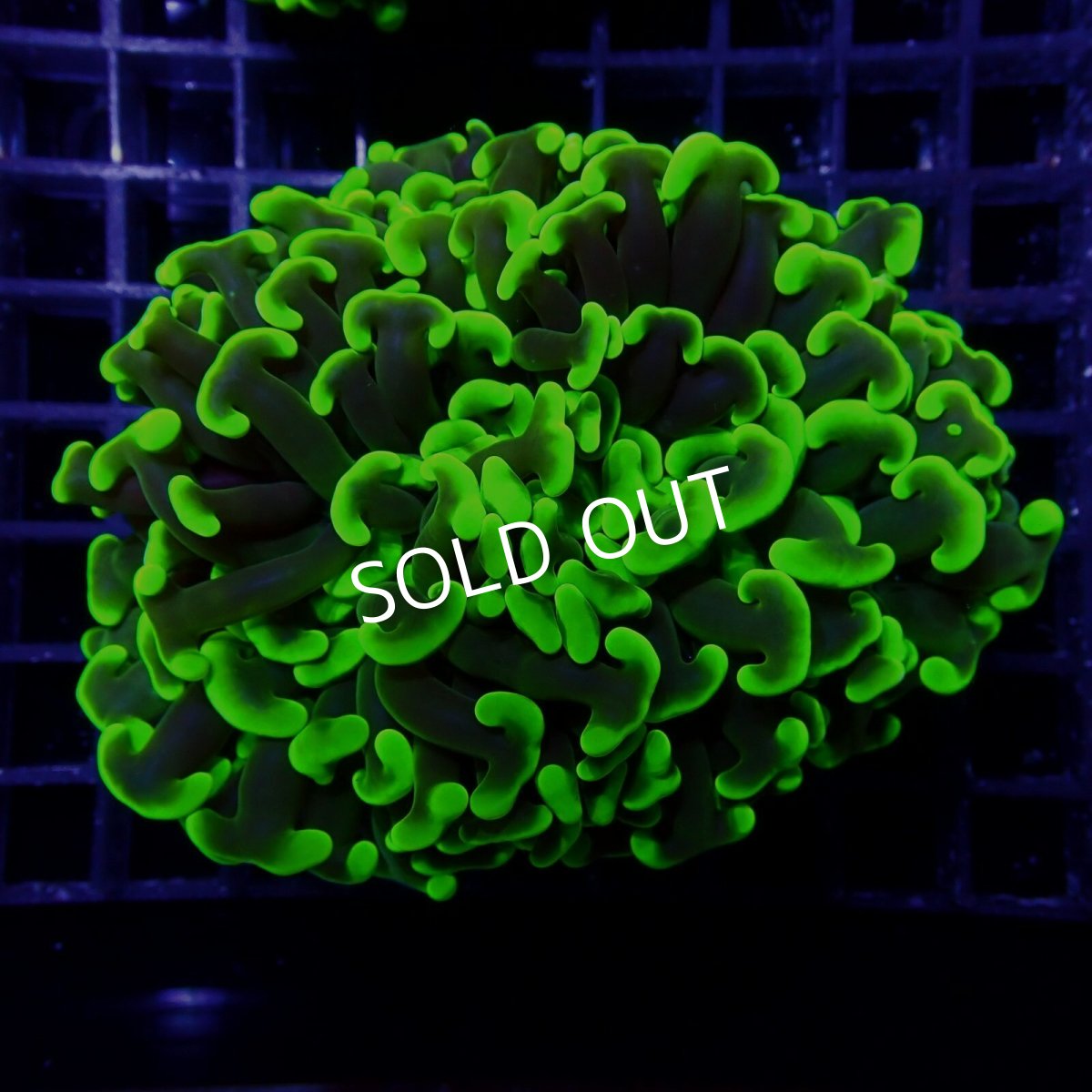 画像1:  CF ナガレハナサンゴ　Toxic Green No.2 (1)