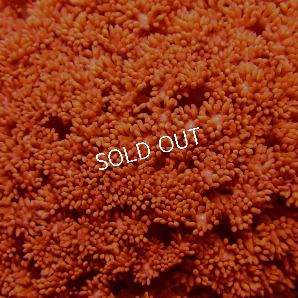 画像2:  CFハナガササンゴ Goniopora Red (2)