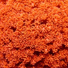 画像2:  CFハナガササンゴ Goniopora Red (2)