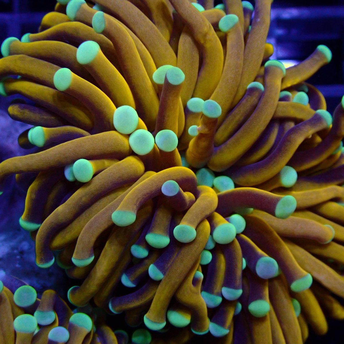 画像2: CF ハナサンゴ Gold Toch Mint Tip (2)