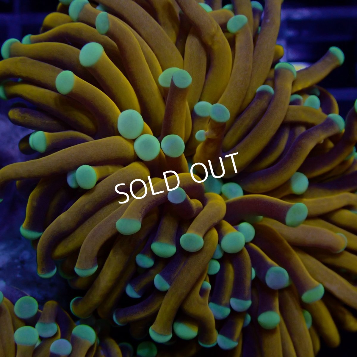 画像2: CF ハナサンゴ Gold Toch Mint Tip (2)