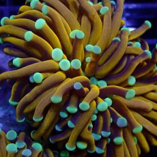 画像2: CF ハナサンゴ Gold Toch Mint Tip (2)