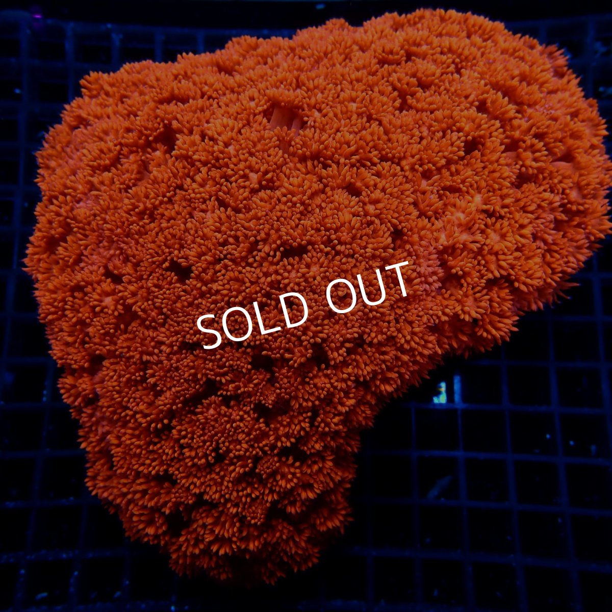 画像1:  CFハナガササンゴ Goniopora Red (1)