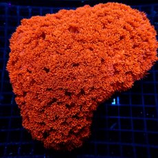 画像1:  CFハナガササンゴ Goniopora Red (1)