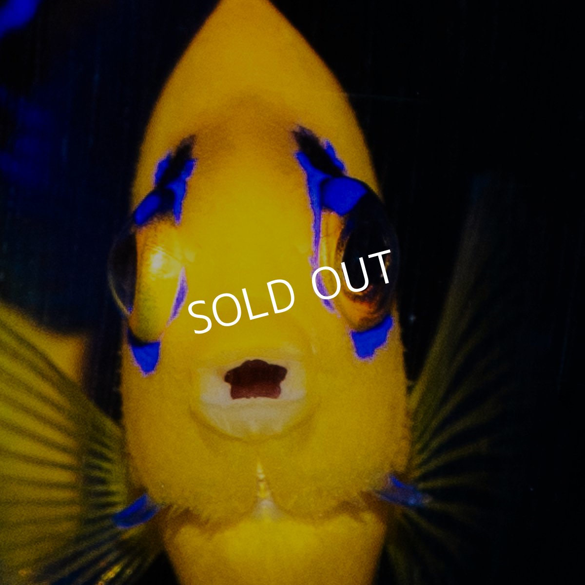 画像2: ココスピグミーエンゼル No.2 (2)