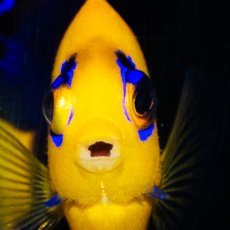 画像2: ココスピグミーエンゼル No.2 (2)