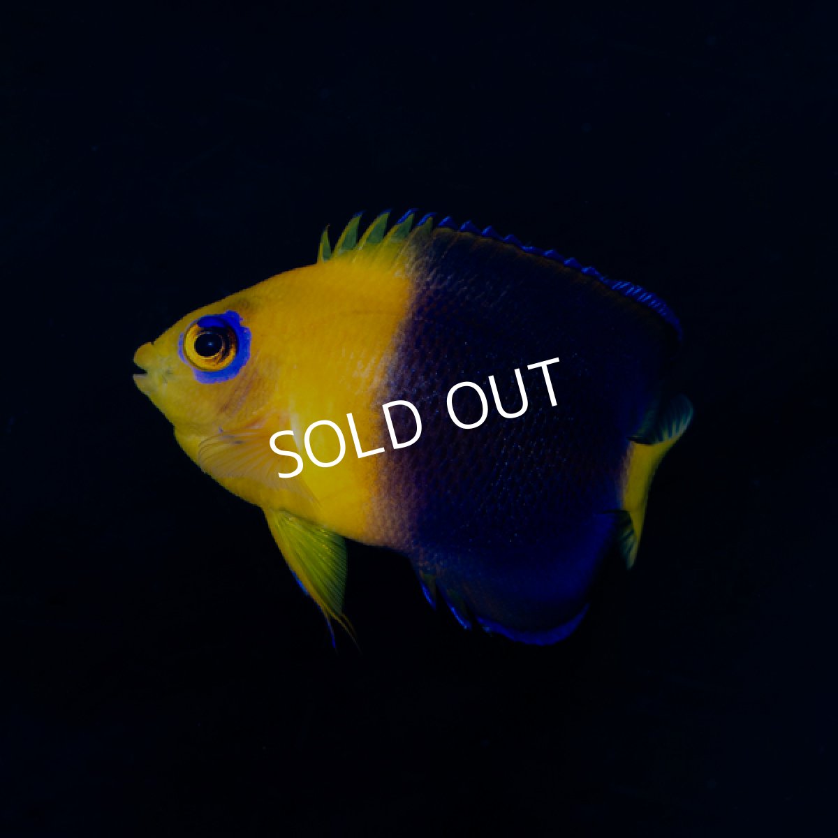 画像1: ココスピグミーエンゼル No.2 (1)