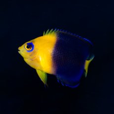 画像1: ココスピグミーエンゼル No.2 (1)