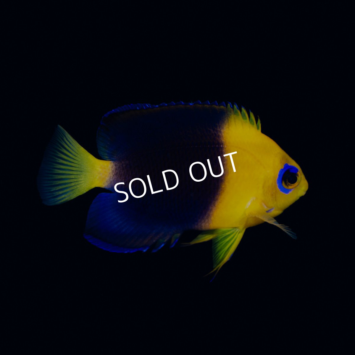 画像3: ココスピグミーエンゼル No.2 (3)