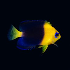 画像3: ココスピグミーエンゼル No.2 (3)