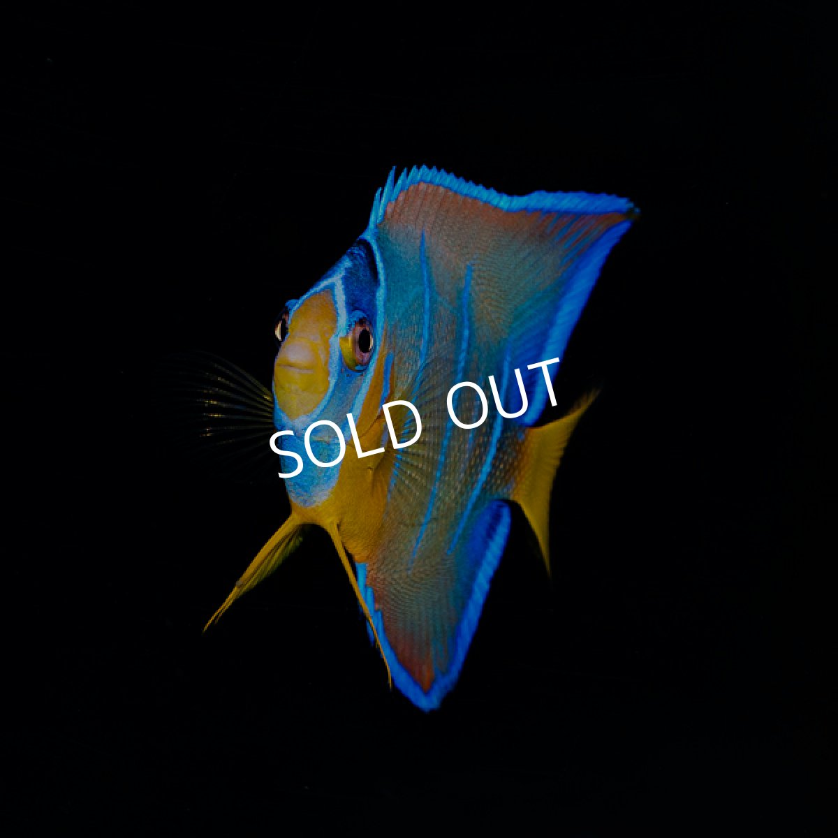 画像1: クイーンエンゼル　カリブ (1)