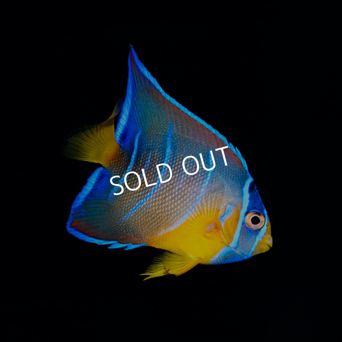 画像2: クイーンエンゼル　カリブ (2)