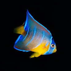 画像2: クイーンエンゼル　カリブ (2)