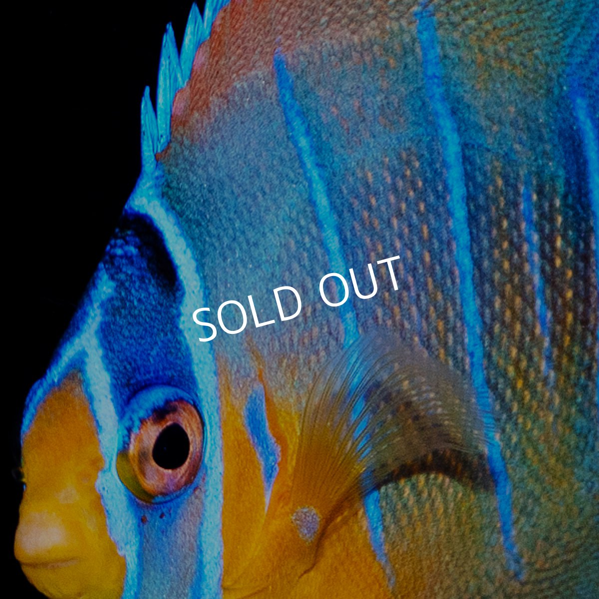 画像3: クイーンエンゼル　カリブ (3)