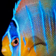 画像3: クイーンエンゼル　カリブ (3)