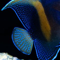 画像4: 紅海産 ハーフムーンエンゼル（マクロス）M (4)