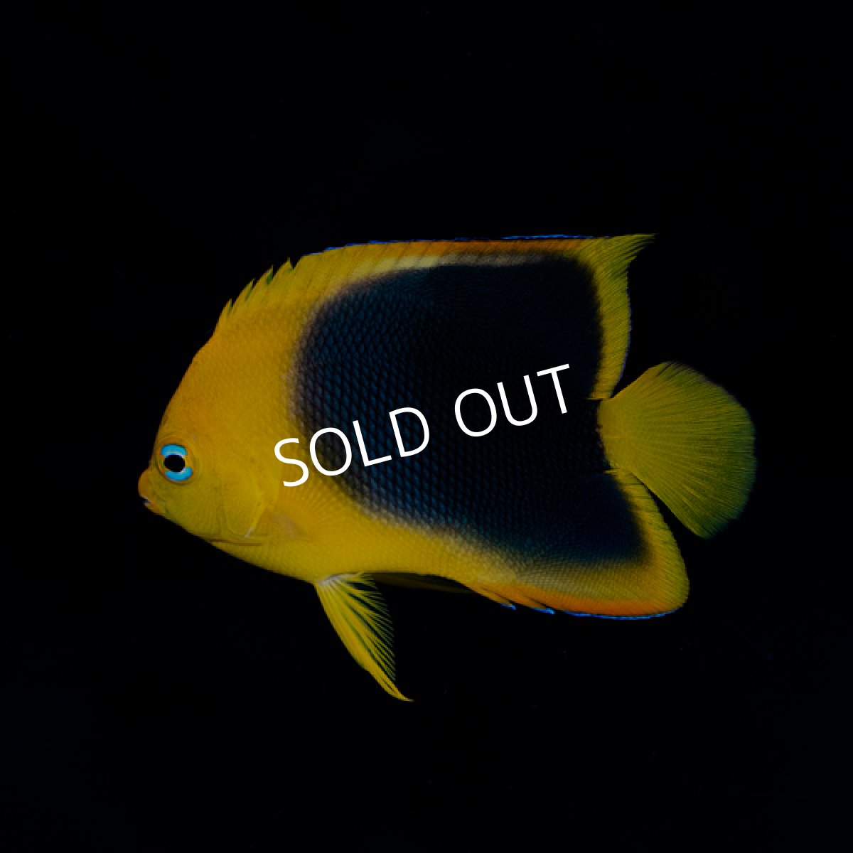 画像3: ロックビューティ M カリブ (3)