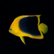 画像3: ロックビューティ M カリブ (3)