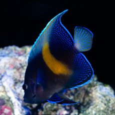 画像2: 紅海産 ハーフムーンエンゼル（マクロス）M (2)