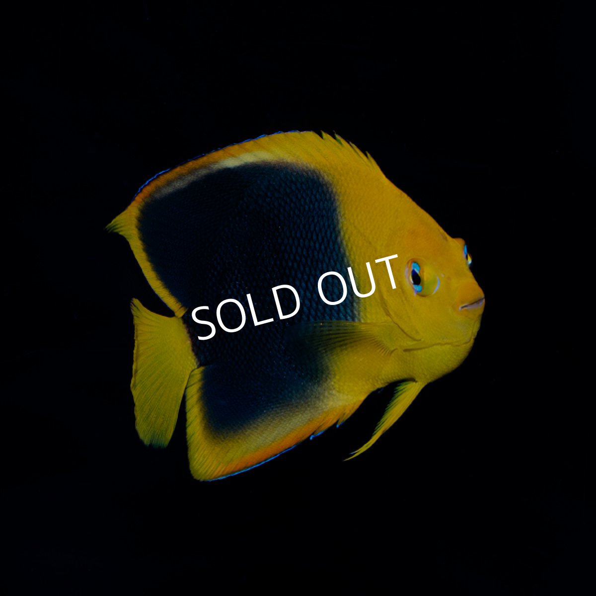 画像1: ロックビューティ M カリブ (1)