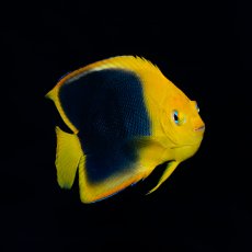 画像1: ロックビューティ M カリブ (1)